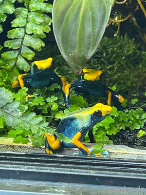 Dendrobaten Terrarien