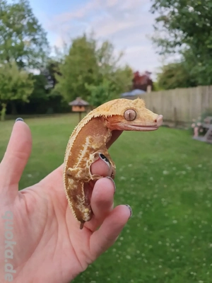 1.0 Correlophus Ciliatus Kronengecko red Quad-Stripe Männchen 