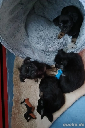 Chihuahua mix Welpen