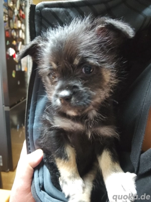 Chihuahua mix Welpen