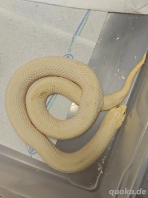 0.1 super Conda Albino Ph axantic, Hypo 