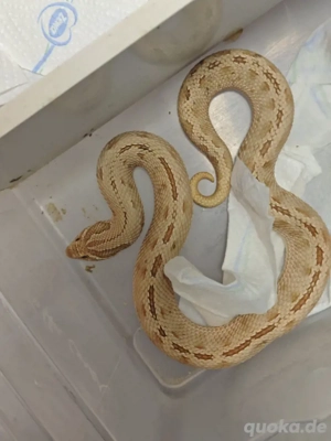 1.0 Toffifee Conda stripe 