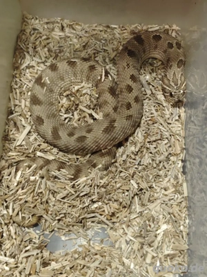 0.1 axantic conda Het Albino 