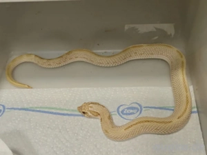 1.0 Arctic Toffifee Conda stripe 