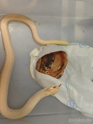 1.0 super Conda Albino Ph axantic Hypo 