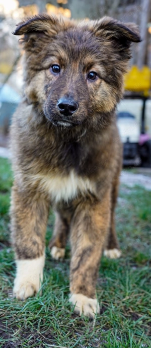 2 Welpen suchen nach ihrem Zuhause 