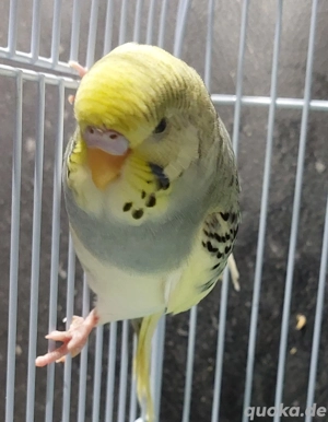 Wellensittiche super zahm 4 bis 5 Monate alt