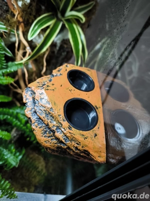 neu Gecko Futternapf magnetisch