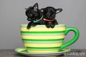 suche einen Teacup Chihuahua (Rüde-männlich) , gesund mit EU-Pass , bis 600 