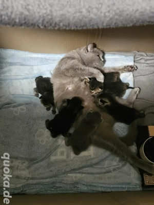 British Shorthair (BKH) Kitten