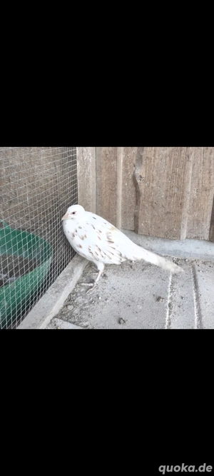 Weiße Gescheckte Jagdfasane, Fasan , Ringfasan 