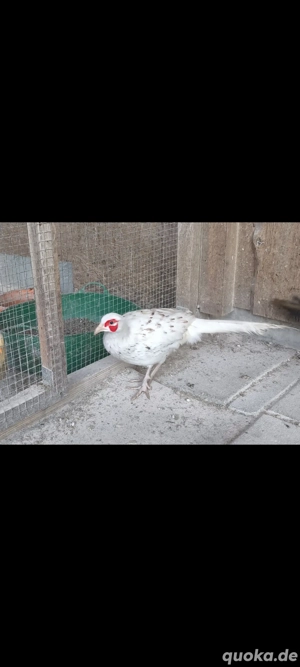 Weiße Gescheckte Jagdfasane, Fasan , Ringfasan 