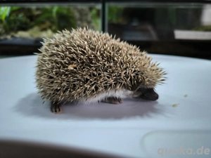 afrikanische Weißbauchigel 