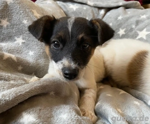 Kleine NEZUKO sucht ihre Familie