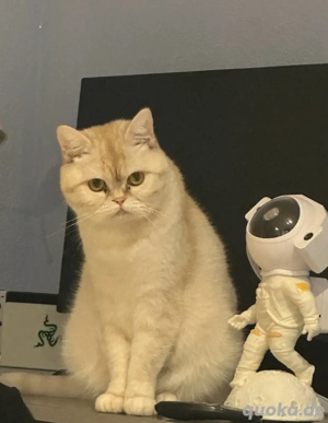 BKH Katze Reinrassig 