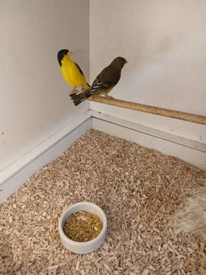 1,1 Mexicozeisig abzugeben