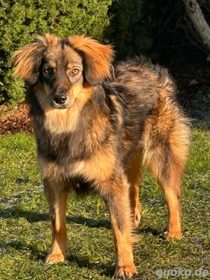 Elfi - sensible Herzenhündin