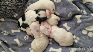 zauberhafte Malteser-Havaneser Welpen 