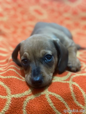 Dackel Welpen zu verkaufen