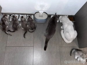 Erfahrener BKH Deckkater Bild 4