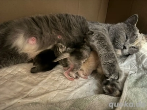 Erfahrener BKH Deckkater Bild 9