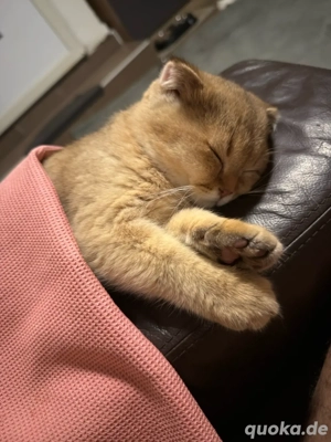 Britanya Shorthair (Britisch Kurznaar)