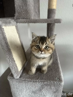 kitten BKH perser mischling (super süß)