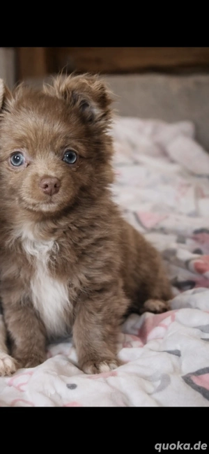 Chihuahua Pomchi Pomeranian Welpen 