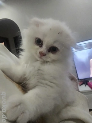 BLH Kater (Britisch-Langhaar Katze) 