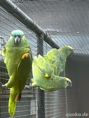 1,1 Blaustirnamazone