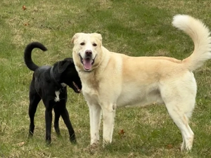 Brick sucht sein Zuhause