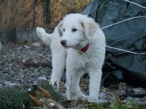 Smalla sucht ihr Zuhause