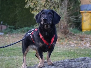 Thora sucht ihr Zuhause