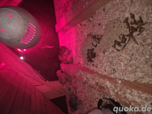 4 stück Baby kücken  wachtel