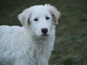 Sullo sucht sein Zuhause