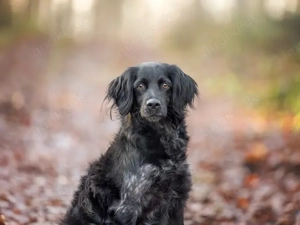 Kira sucht ihr Zuhause