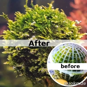 Schwimmende Moosbälle- kugeln zum Bepflanzen Bild 4