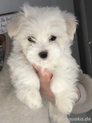 Entzückender kleiner weißer Hund zu verkaufen