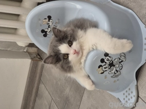 Süßer  britischlanghaar kitten mänchen!