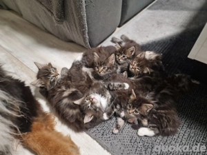 Maine Coon Kitten