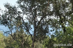 Erschlossenes Baugrundstück 300m  Strand 250m. Panoramablick