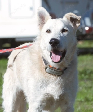 Obelix, ein tapferer Bursche!