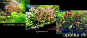 Schmalbl. Ludwigie, Cognacpflanze, Rubinrote Ludwigie (ab 4 )