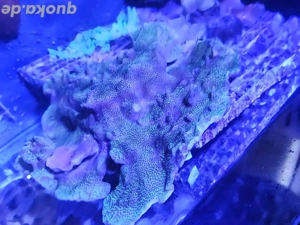 Montipora Confusa