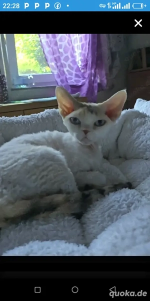 Eine verspielte und liebenswerte blauäugige Prinzessin sucht ein liebevolles Zuhause für immer.