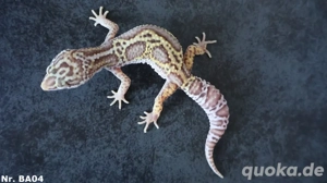 Männchen Leopardgecko