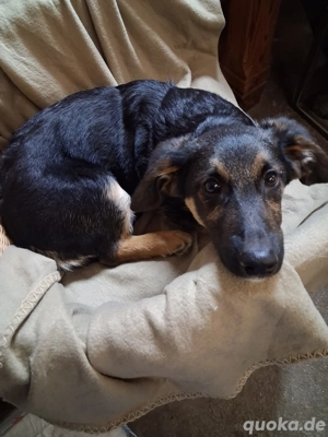 Welpe *FLECKI* Ich bin lieb, sozial, immer fröhlich, leinenführig, und ich lerne gerne und schnell