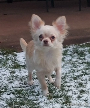 Langhaar Chihuahua Welpen, 18 wochen 