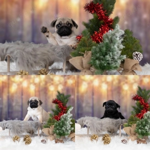 Mops Welpen VDH FCI Ahnentafel 