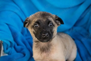 Welpe *BARNABY* - Der Süße sucht sein eigenes liebevolles Zuhause